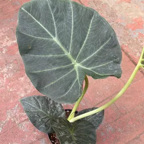 Alocasia Regal Shields